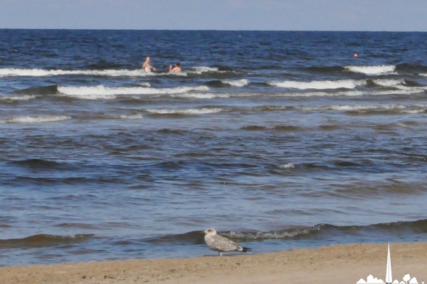 Mouette observant des baigneurs