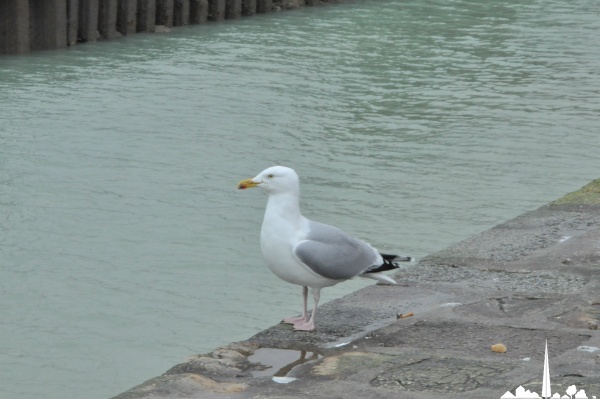 Saint-Valery-en-Caux