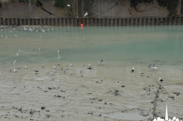 Saint-Valery-en-Caux - Les mouettes à l'entrée du port